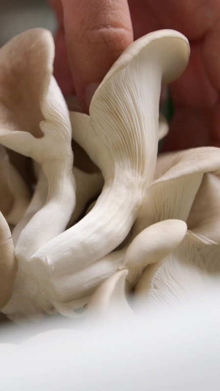 Hut und Stiel Social Media Filmproduktion