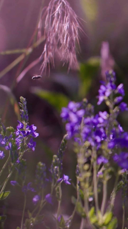 Weingut Loimer Social Media Videoproduktion